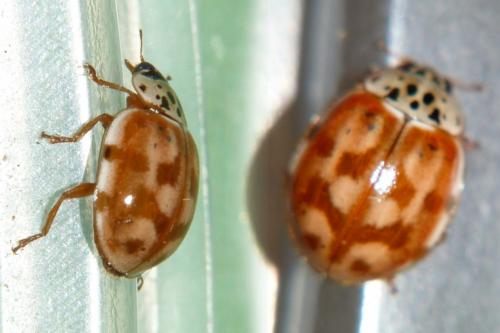 Réf. 252 137 : Harmonia quadripunctata